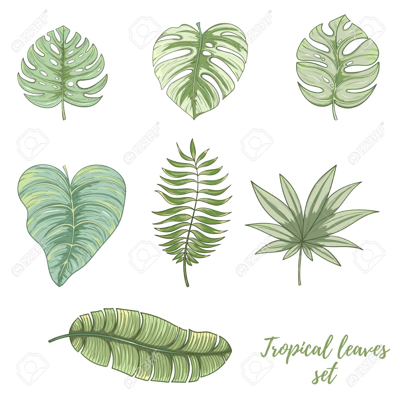 手描きの熱帯のヤシの葉セット のイラスト素材 ベクタ Image