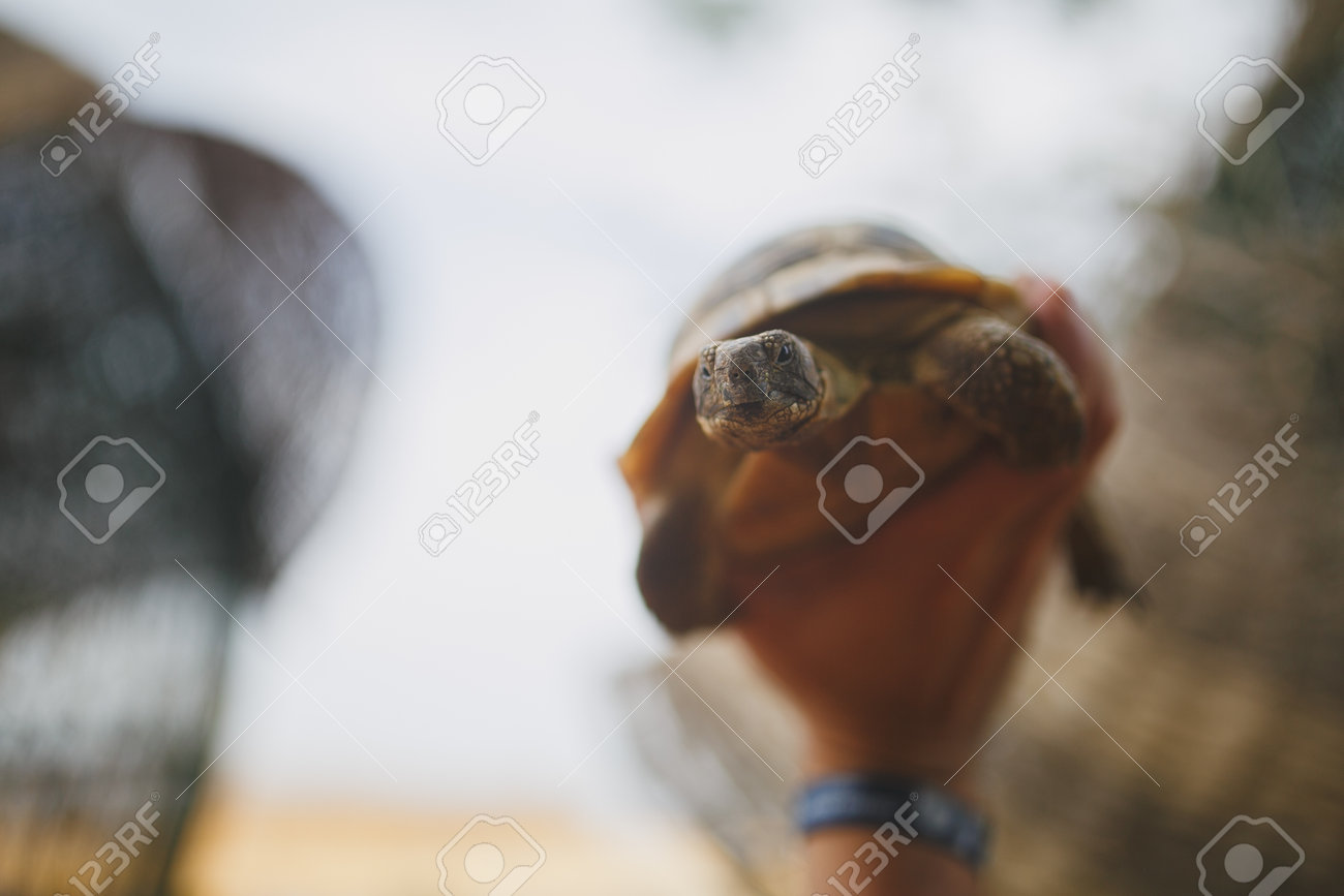 etiam-dictum-ipsum-a-felis