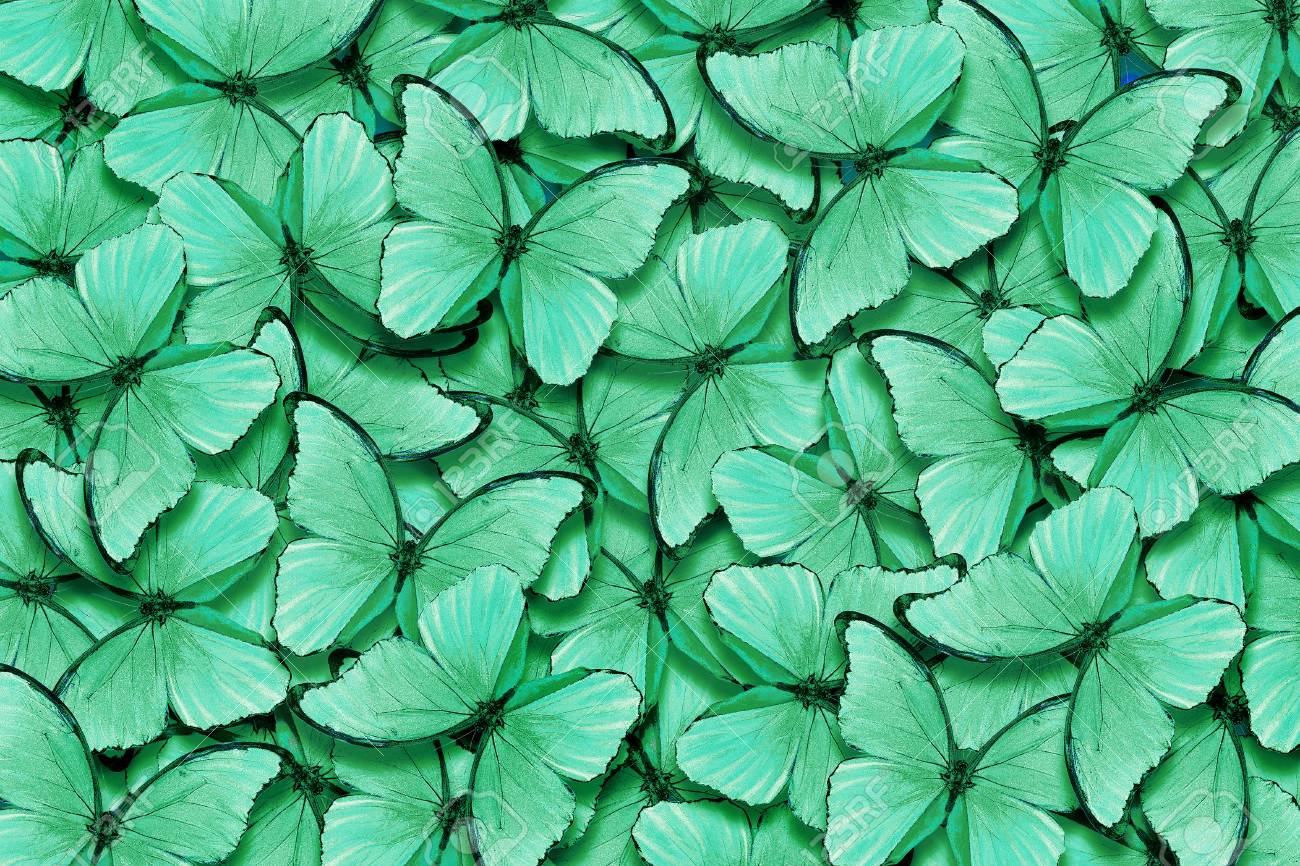Mint Color Green Mint Butterflies Morpho Texture Background Stock Photo Picture And Royalty Free Image Image 119767392