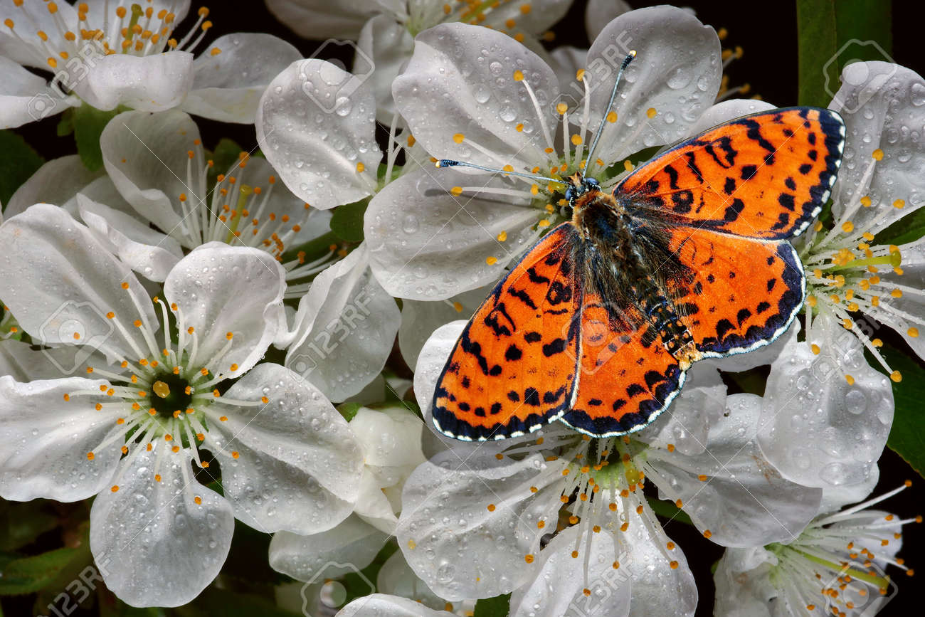 colorful red butterfly on cherry flowers in water drops close-up. bright butterfly and sakura blossoms - 169620126 colorful red butterfly on cherry flowers in water drops close-up. bright butterfly and sakura blossoms - 169620126