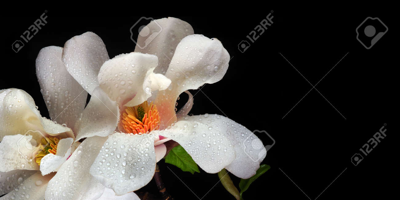 magnolia flowers in water drops isolated on black. copy space - 169620131 magnolia flowers in water drops isolated on black. copy space - 169620131