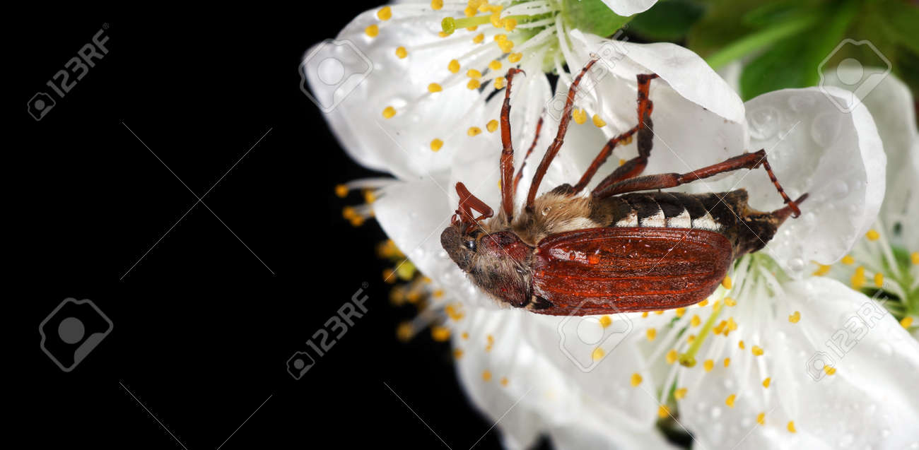 Chafer. May beetle on cherry blossoms close-up - 169620136 Chafer. May beetle on cherry blossoms close-up - 169620136