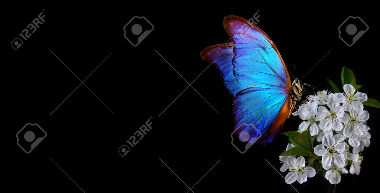 Bright blue morpho butterfly on a branch of blooming sakura. Blooming cherry and butterfly isolated on a black background. copy space - 169620140 Bright blue morpho butterfly on a branch of blooming sakura. Blooming cherry and butterfly isolated on a black background. copy space - 169620140