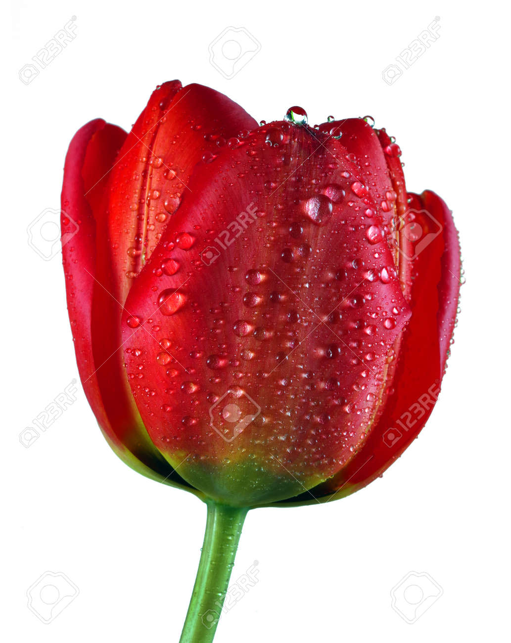 beautiful red tulip in water drops isolated on white - 169620149 beautiful red tulip in water drops isolated on white - 169620149