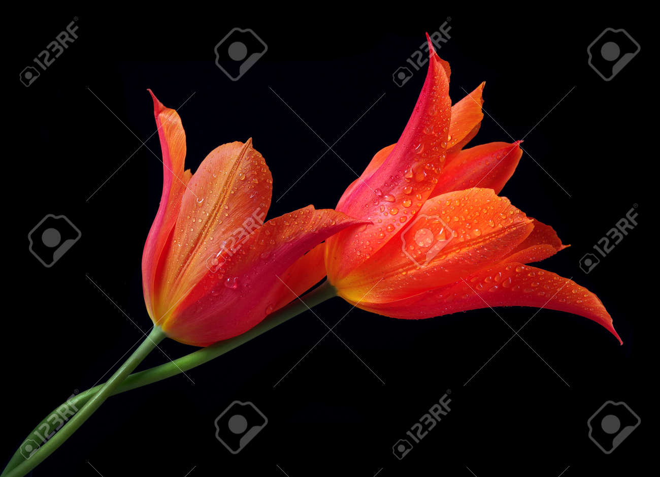 Two bright colorful tulips in water drops isolated on black. Love Concept Men and Women. Gentle hugging - 169620163 Two bright colorful tulips in water drops isolated on black. Love Concept Men and Women. Gentle hugging - 169620163