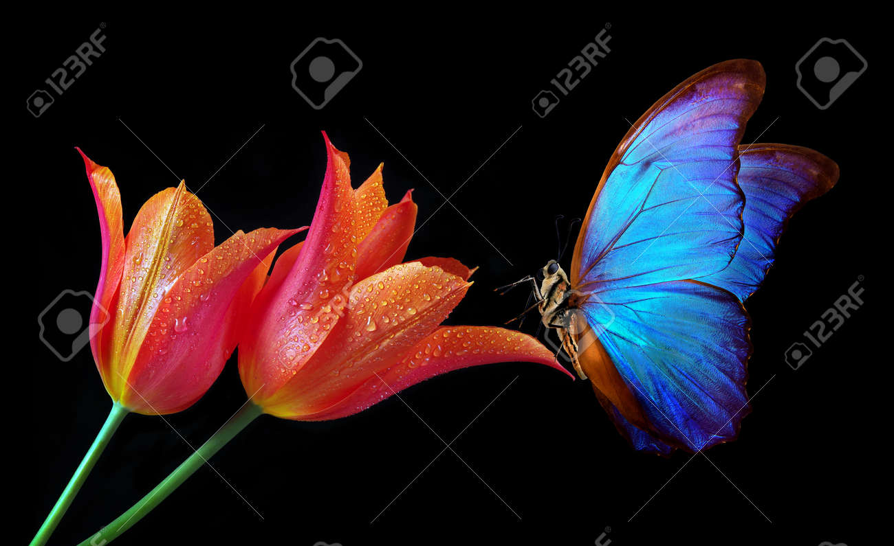 Beautiful colorful morpho butterfly on flowers on a black background. Tulip flowers in water drops isolated on black. Tulip buds and butterfly. - 169620166 Beautiful colorful morpho butterfly on flowers on a black background. Tulip flowers in water drops isolated on black. Tulip buds and butterfly. - 169620166