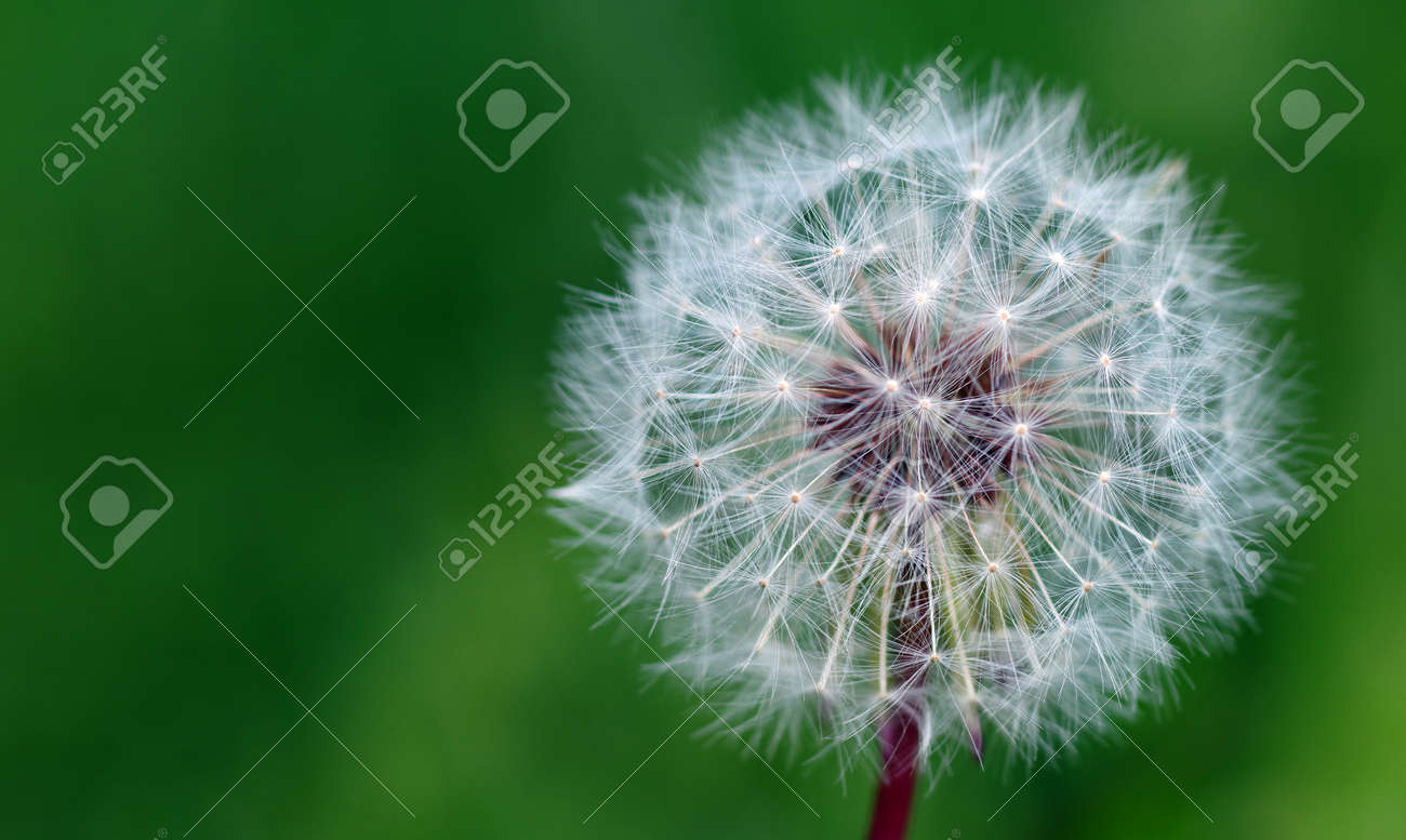 white fluffy dandelion in the meadow. copy space - 169620169 white fluffy dandelion in the meadow. copy space - 169620169