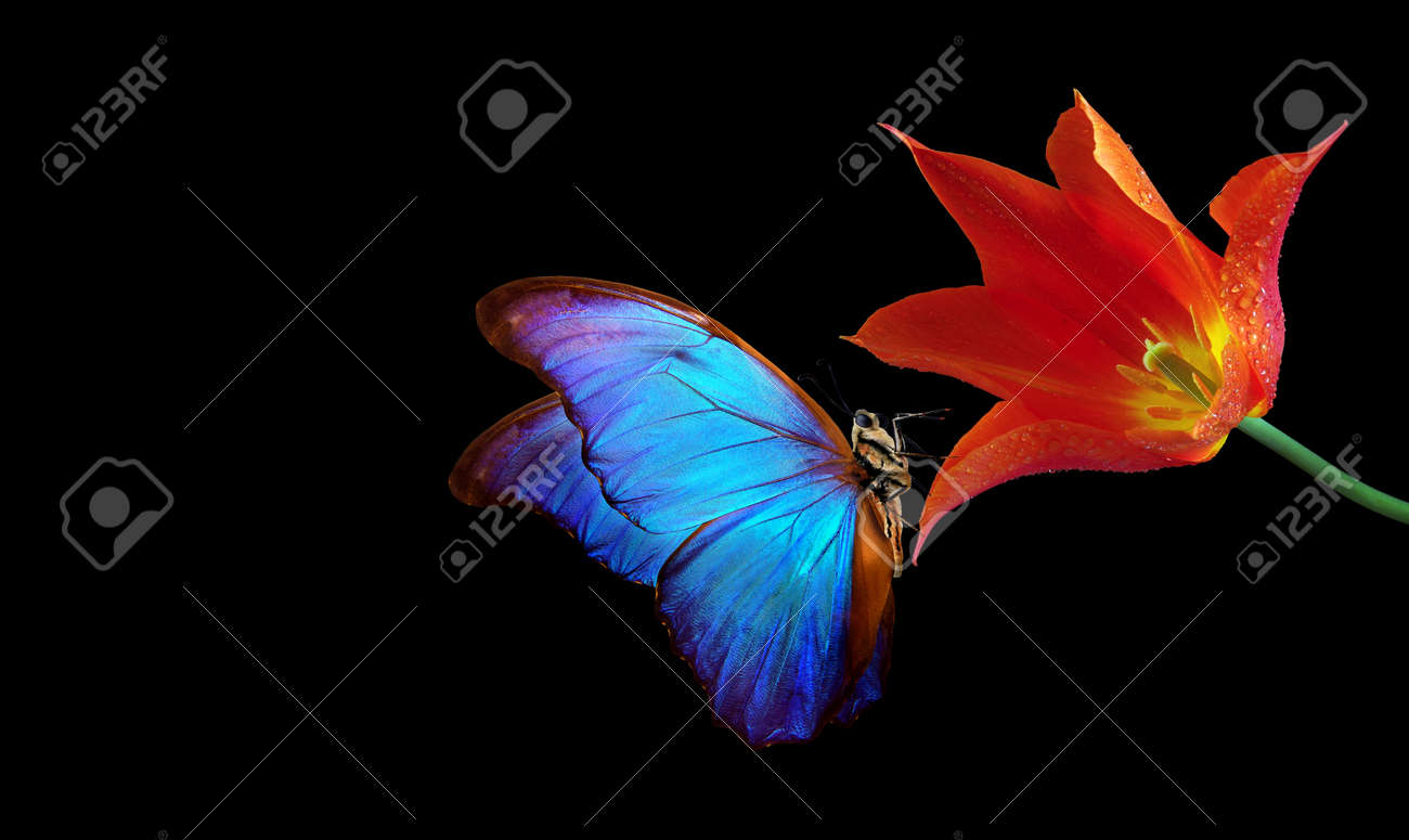 Beautiful colorful morpho butterfly on flowers on a black background. Tulip flowers in water drops isolated on black. Tulip buds and butterfly. - 169620171 Beautiful colorful morpho butterfly on flowers on a black background. Tulip flowers in water drops isolated on black. Tulip buds and butterfly. - 169620171