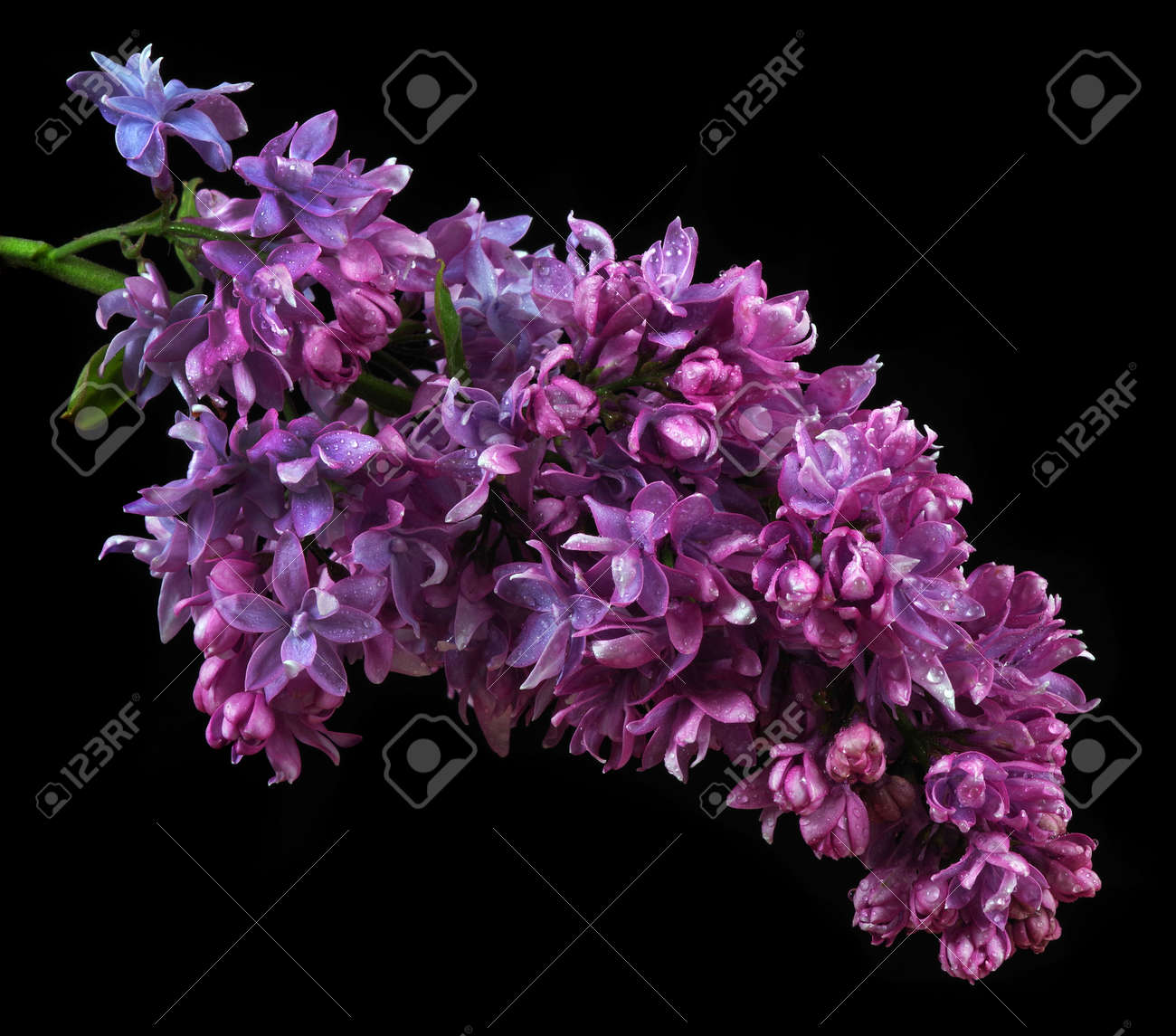 blooming lilac close-up isolated on black - 169620174 blooming lilac close-up isolated on black - 169620174