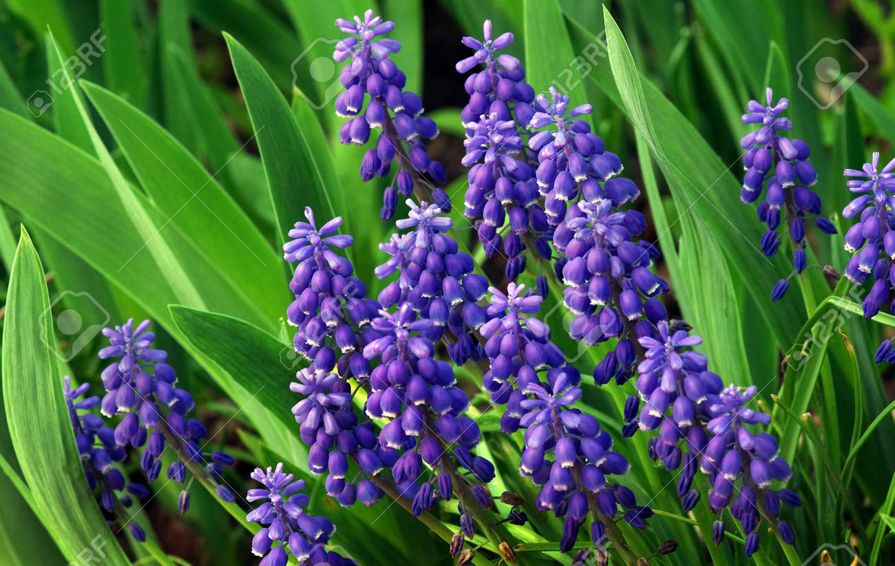 Blue Muscari flowers close up. blue spring flowers in the garden. - 169620175 Blue Muscari flowers close up. blue spring flowers in the garden. - 169620175