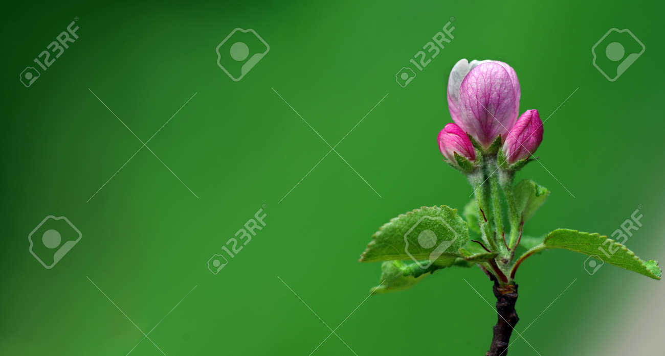 pink apple blossom in spring. apple flower close-up - 169620176 pink apple blossom in spring. apple flower close-up - 169620176