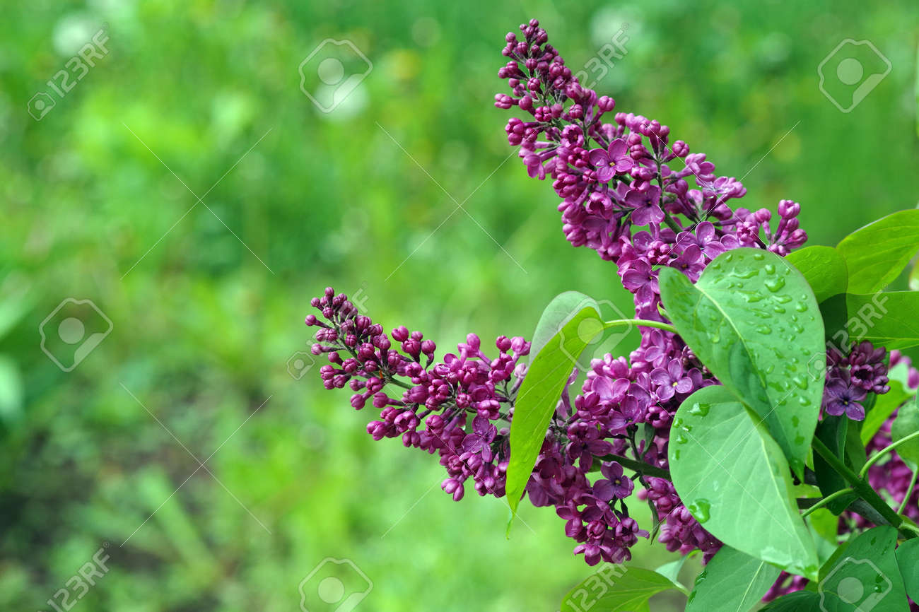 blooming lilac in the garden. copy space - 169620179 blooming lilac in the garden. copy space - 169620179