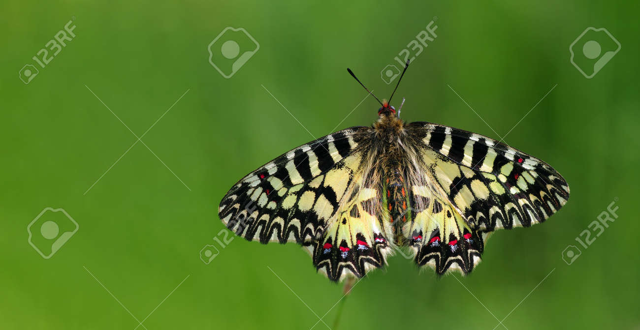 colorful butterfly on green meadow copy space - 169620180 colorful butterfly on green meadow copy space - 169620180