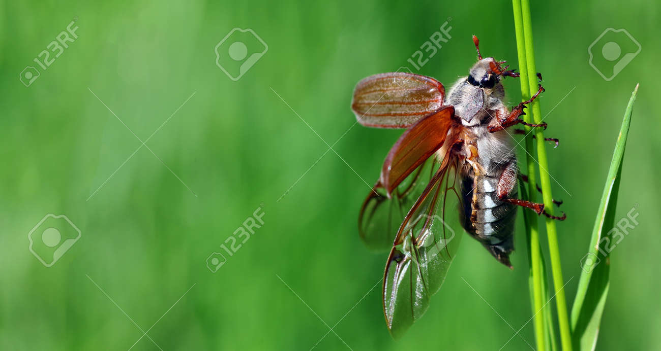 Chafer. May beetle with open wings on a blade of grass. copy space - 169620181 Chafer. May beetle with open wings on a blade of grass. copy space - 169620181