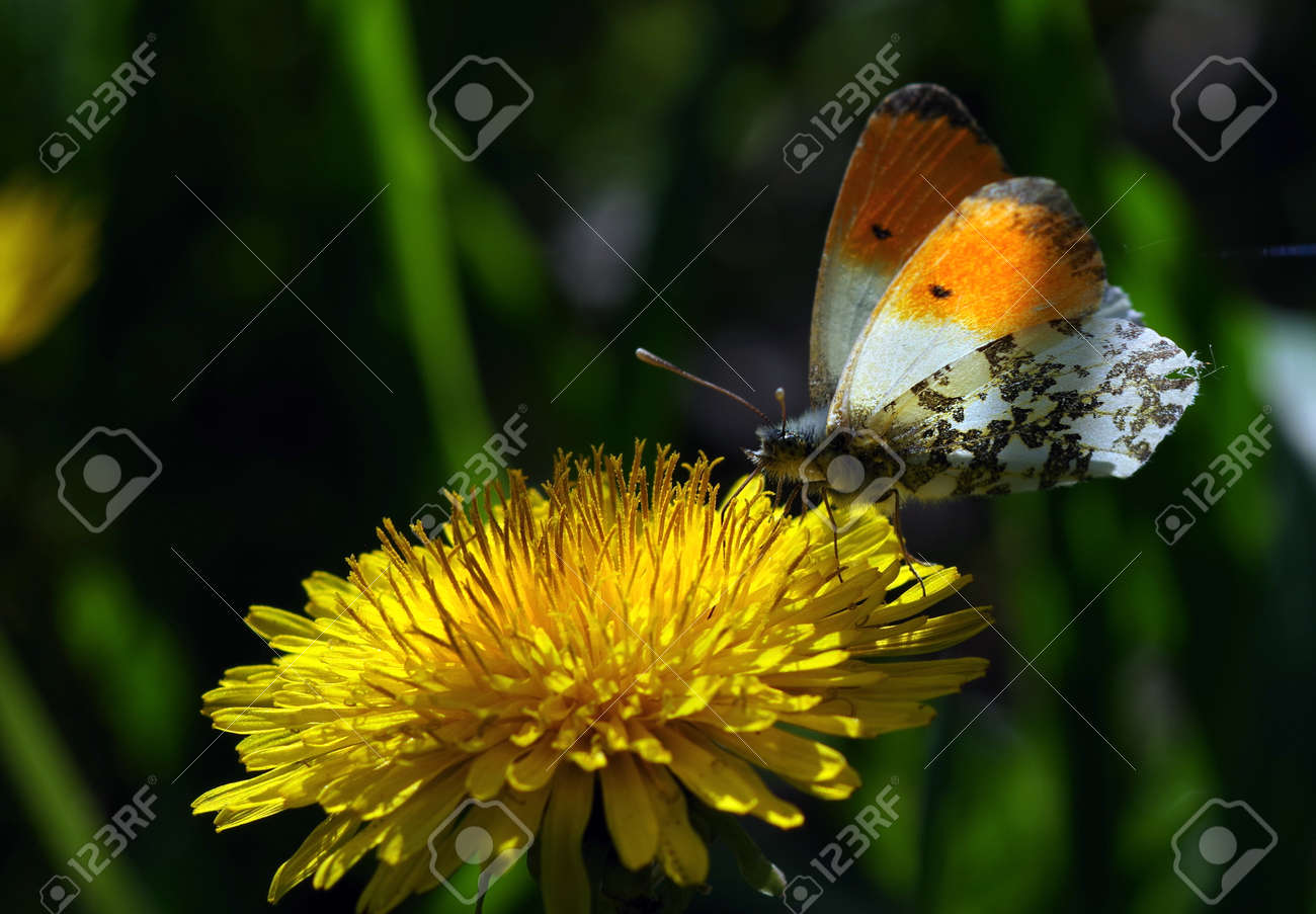 bright colorful butterfly on dandelion flower - 169620183 bright colorful butterfly on dandelion flower - 169620183