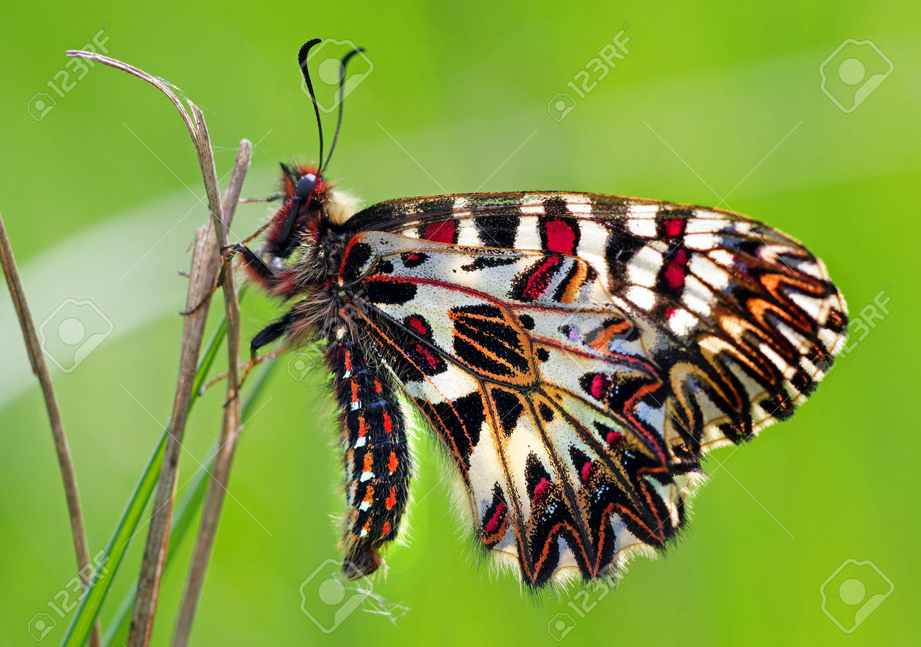 colorful butterfly on green meadow copy space - 169620185 colorful butterfly on green meadow copy space - 169620185