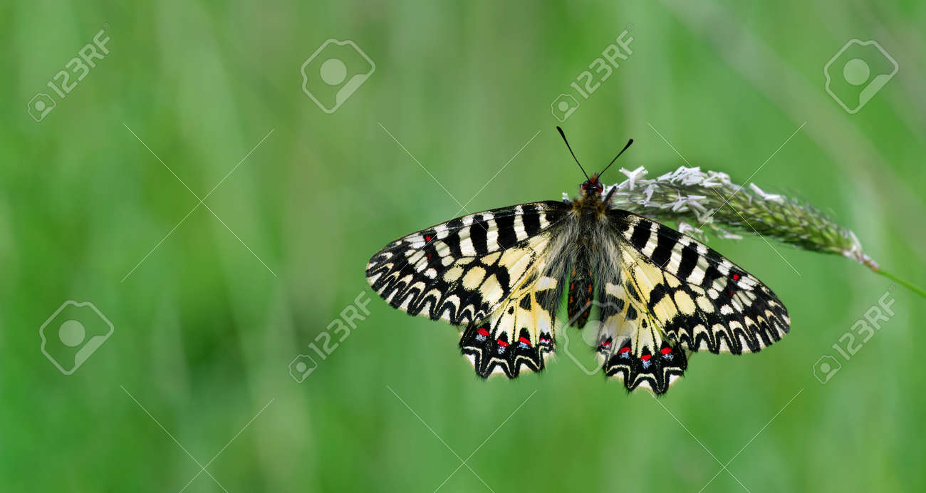 colorful butterfly on green meadow copy space - 169620187 colorful butterfly on green meadow copy space - 169620187