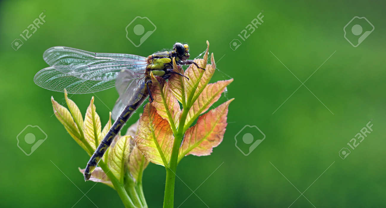 young dragonfly sitting on a branch. copy space - 169620188 young dragonfly sitting on a branch. copy space - 169620188