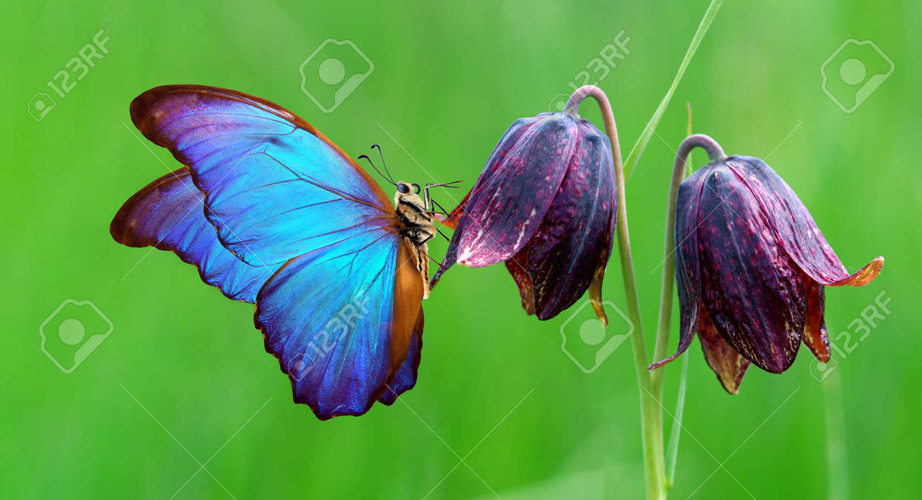 bright blue morpho butterfly on purple wild tulips - 169620190 bright blue morpho butterfly on purple wild tulips - 169620190