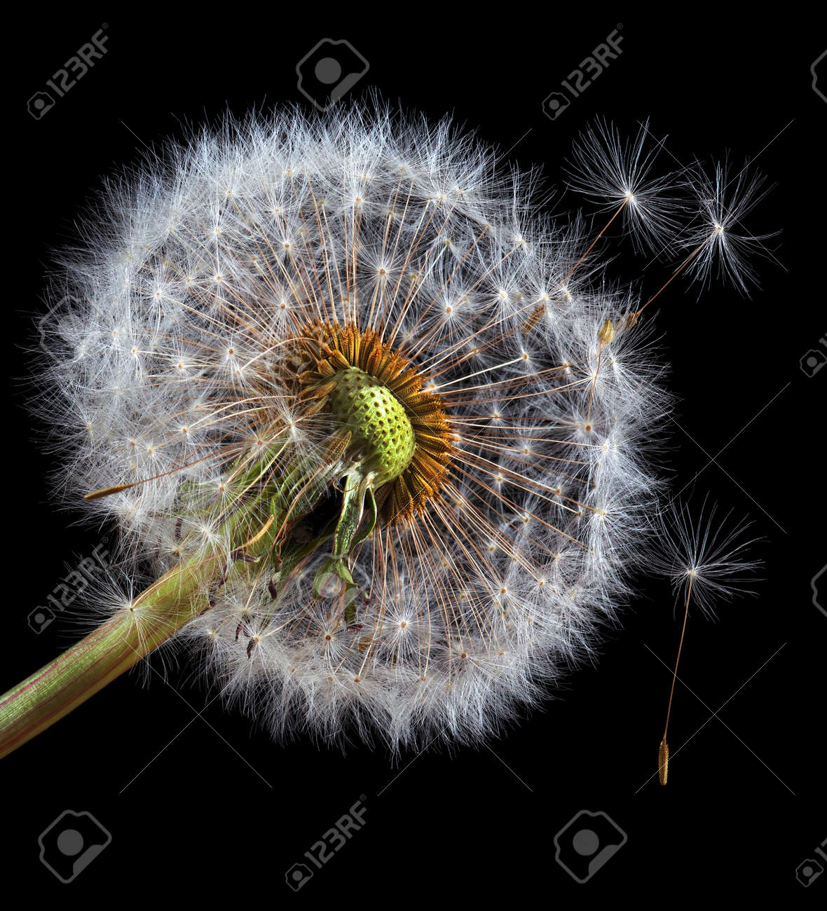 two white fluffy dandelions close up isolated on black - 169620208 two white fluffy dandelions close up isolated on black - 169620208