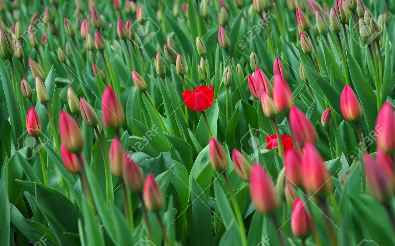 The first tulip in bloom. red tulips blooming in the garden. field of red tulips. - 169620209 The first tulip in bloom. red tulips blooming in the garden. field of red tulips. - 169620209