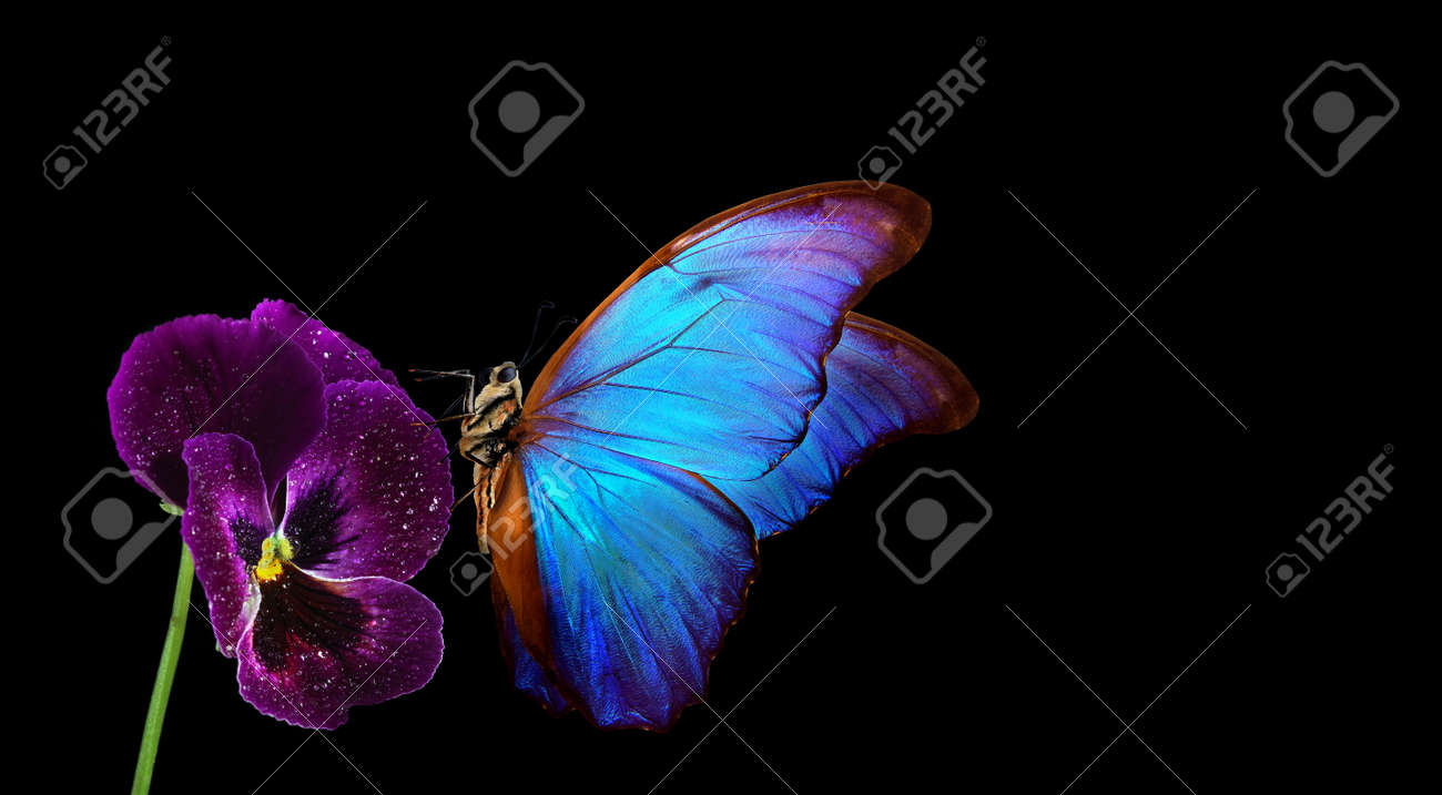 bright blue tropical morpho butterfly on pansy flower. colorful butterfly on violet - 169620211 bright blue tropical morpho butterfly on pansy flower. colorful butterfly on violet - 169620211