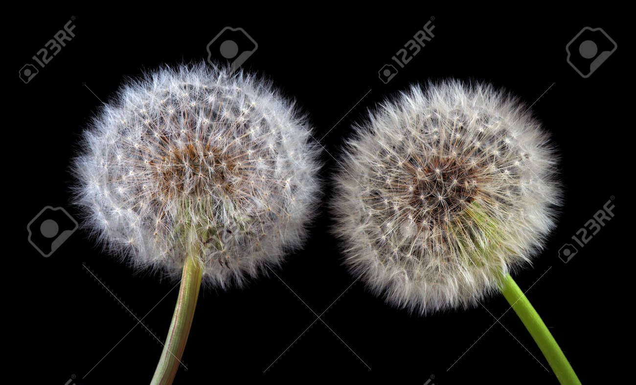 two white fluffy dandelions close up isolated on black - 169620212 two white fluffy dandelions close up isolated on black - 169620212