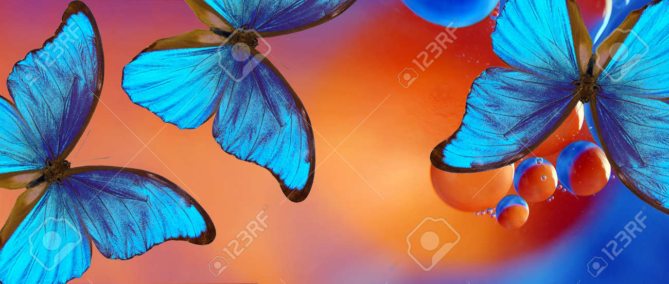 blue tropical morpho butterflies on abstract blurred background. - 169620213 blue tropical morpho butterflies on abstract blurred background. - 169620213