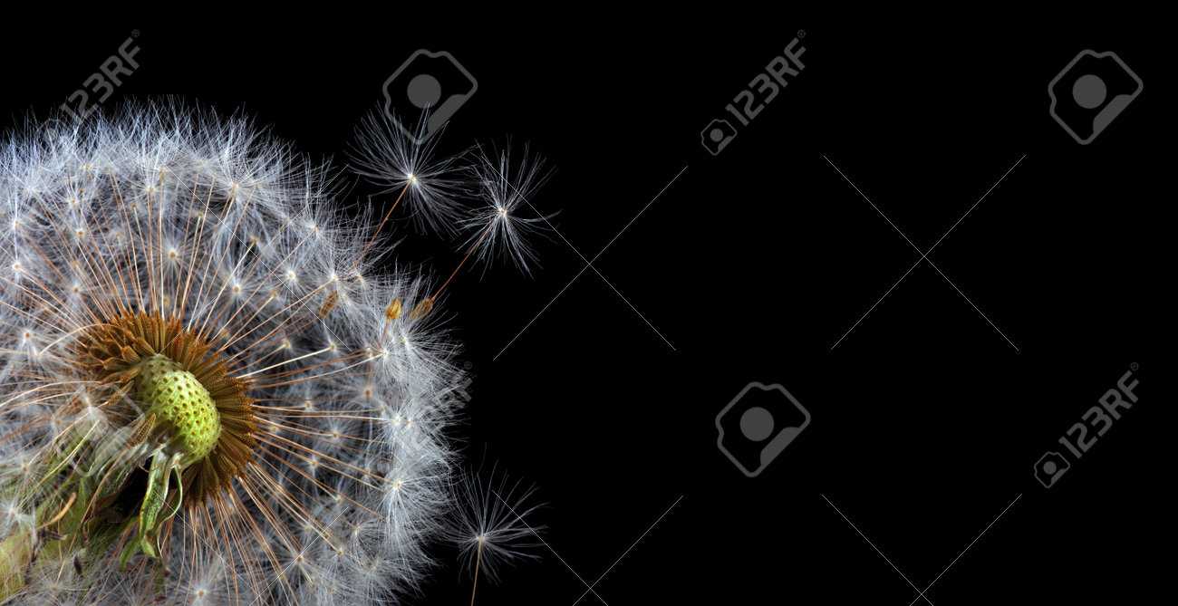 two white fluffy dandelions close up isolated on black - 169620216 two white fluffy dandelions close up isolated on black - 169620216