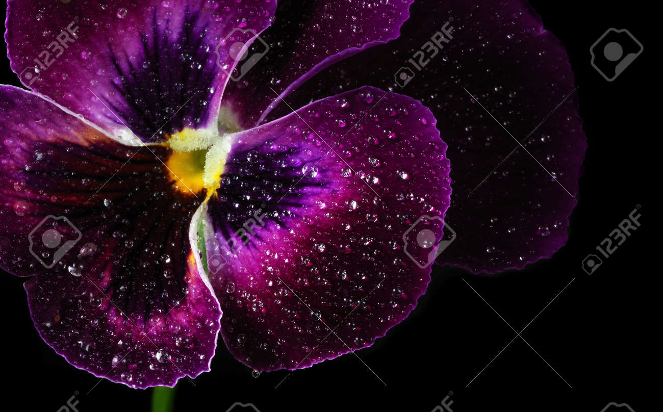 abstract floral background of purple pansies on black. violets in drops of water - 169620217 abstract floral background of purple pansies on black. violets in drops of water - 169620217