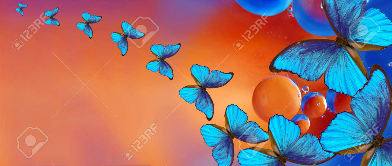 blue tropical morpho butterflies on abstract blurred background. - 169620220 blue tropical morpho butterflies on abstract blurred background. - 169620220