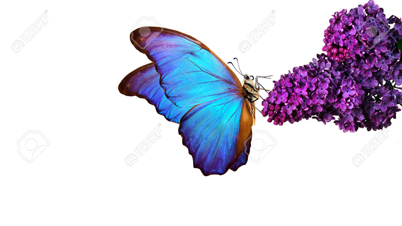 Beautiful blue morpho butterfly on a flower on a white background. lilac flower in water drops isolated on white. lilac and butterfly. - 169620223 Beautiful blue morpho butterfly on a flower on a white background. lilac flower in water drops isolated on white. lilac and butterfly. - 169620223