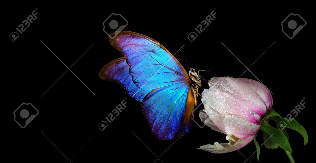Beautiful blue morpho butterfly on a flower on a black background. copy spaces. white peony bud and butterfly - 169620224 Beautiful blue morpho butterfly on a flower on a black background. copy spaces. white peony bud and butterfly - 169620224