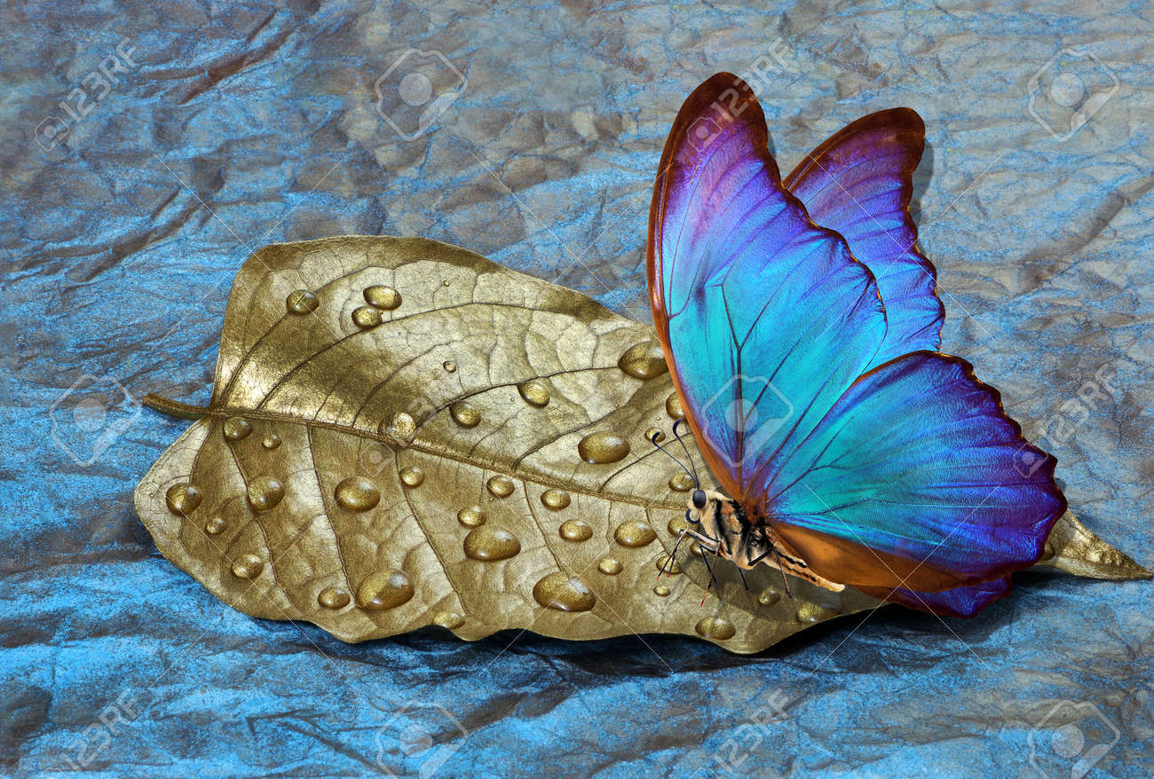 青い蝶　金色背景 青い蝶 金色背景 青い背景に浮かぶ金色の蝶 | Zazzle.co.jp