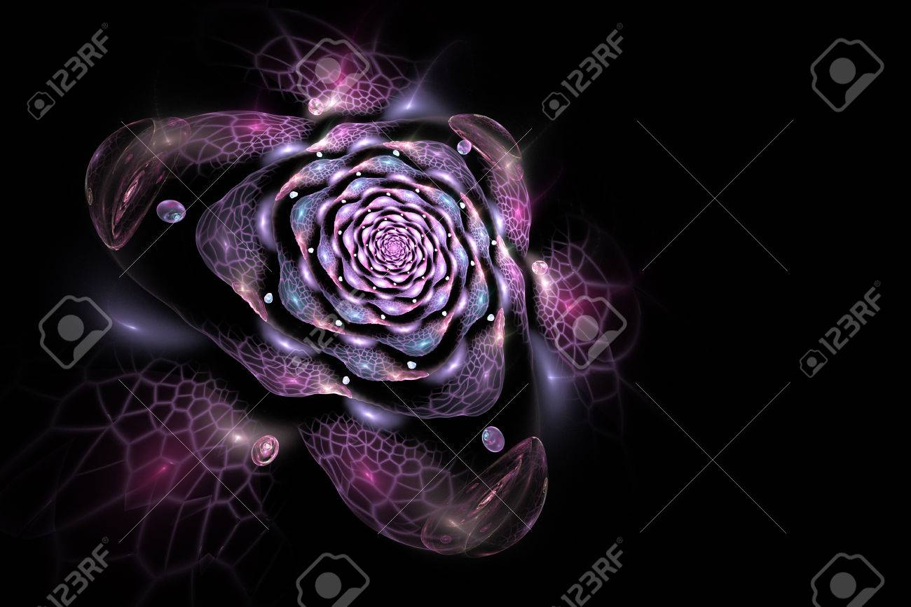 abstract colorful rose flower on black background fantasy pink pink and black background designs