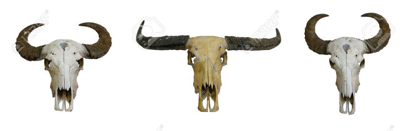 白の角を持つ 3 バッファロー スカル の写真素材 画像素材 Image 白の角を持つ 3 バッファロー スカル の写真素材 画像素材 Image