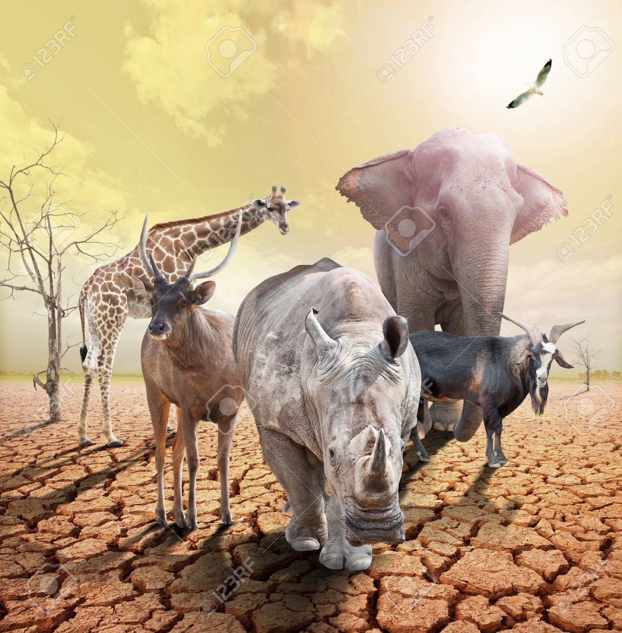 Animals Concept Image Of Global Warming Stock Photo Picture And Royalty Free Image Image