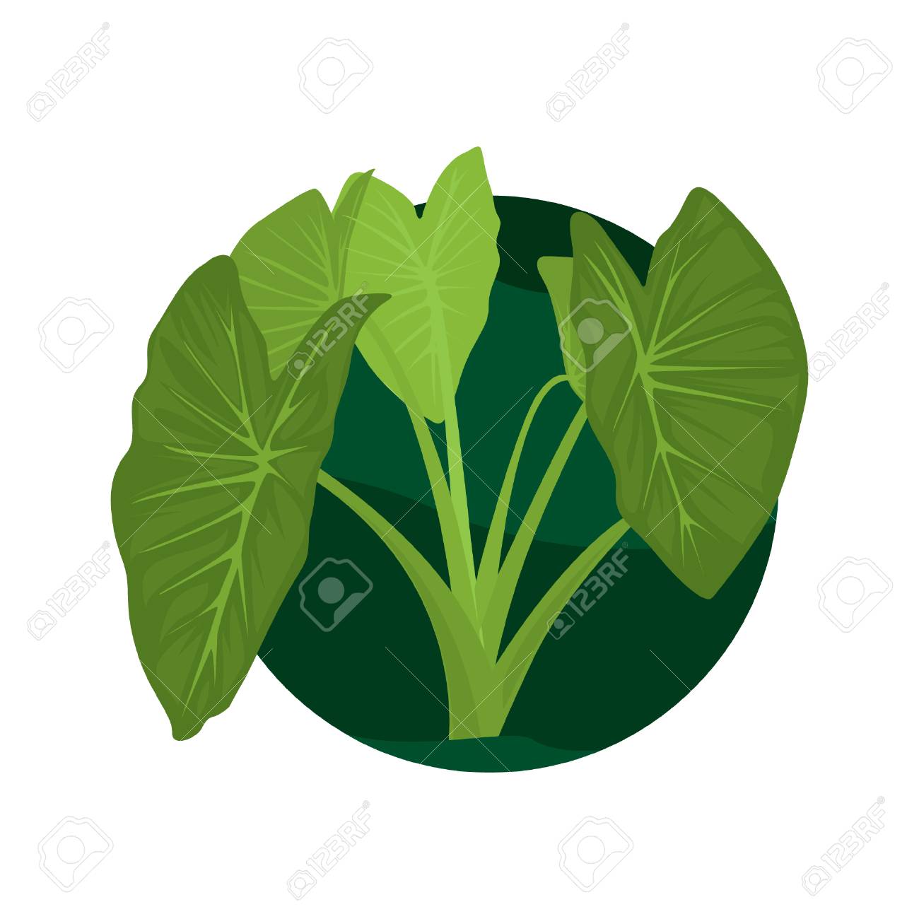 Vector Illustration Of Taro Leaves Taro Green Leaves Illustration Royalty Free Cliparts Vectors And Stock Illustration Image 122825255