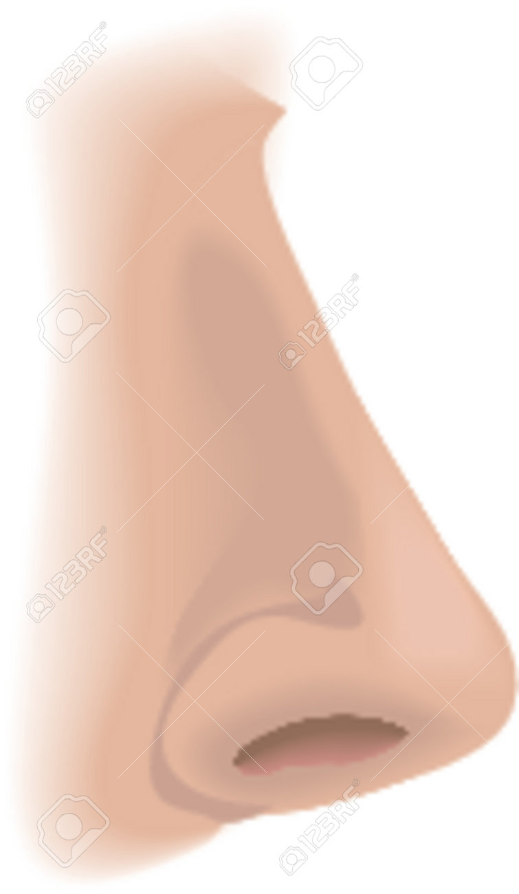 parts of the nose