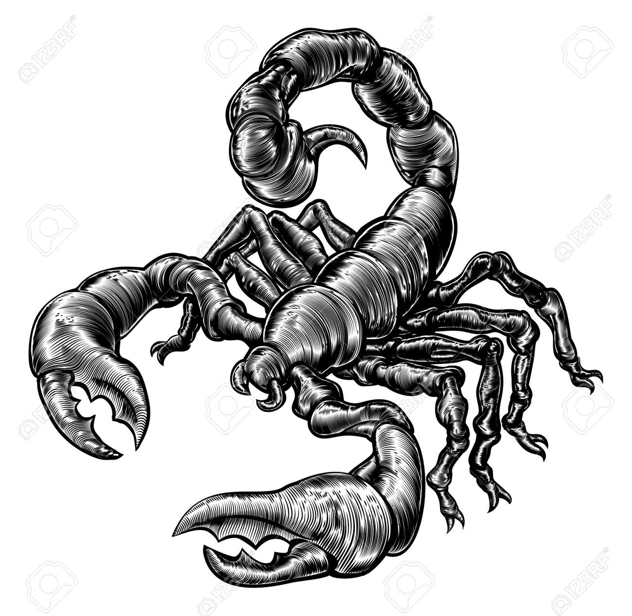 an original illustration of a scorpion in a vintage woodblock