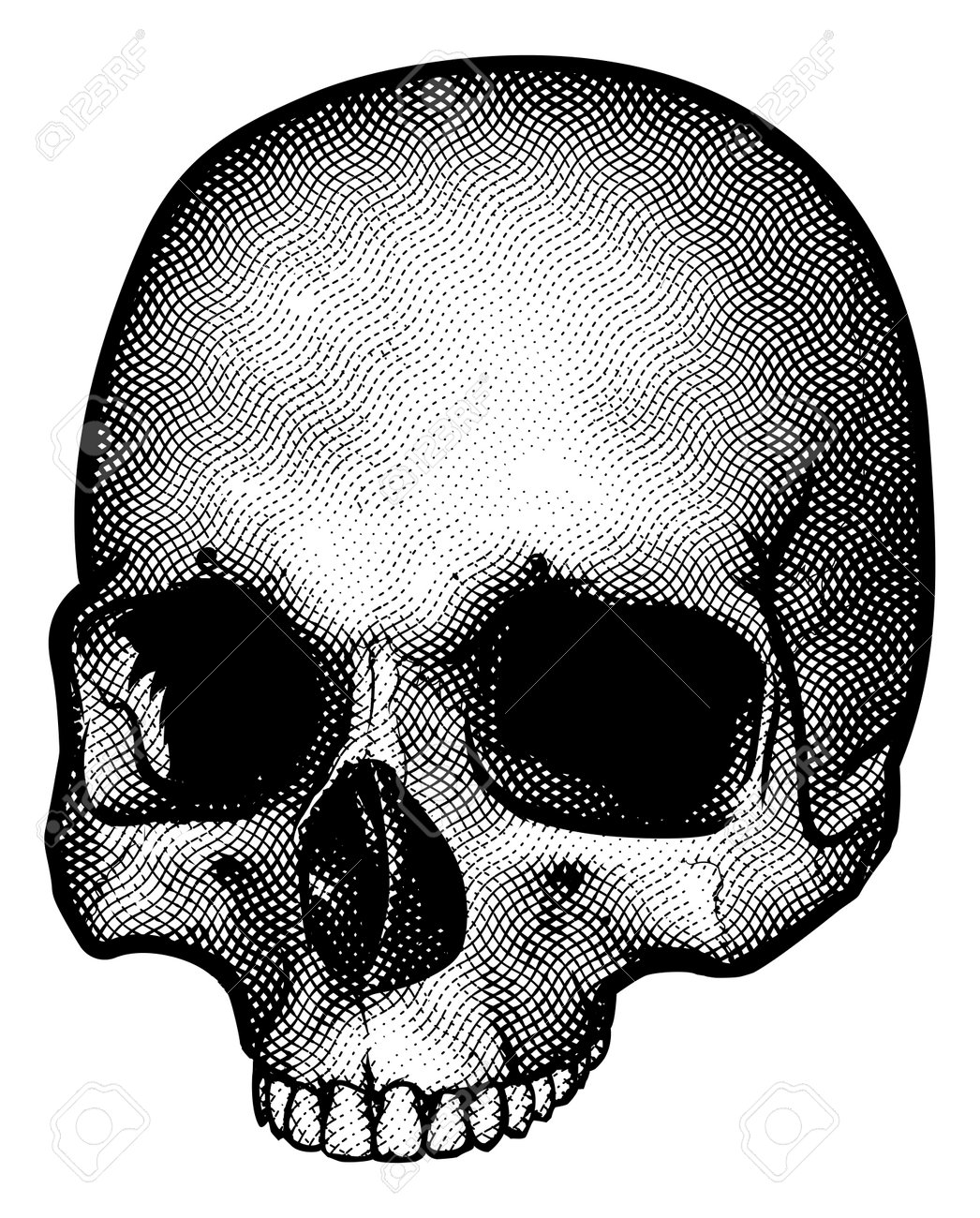 a drawing of a human skull in a vintage retro woodblock etched or engraved style stock