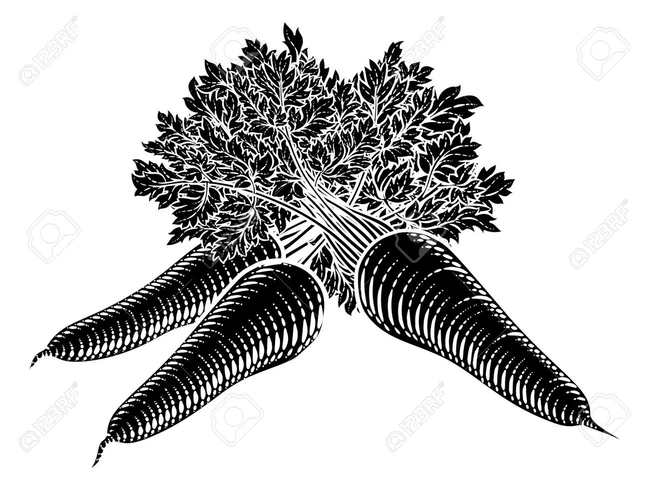 Carrots Vegetable Vintage Woodcut Illustration Royalty Free SVG, Cliparts,  Vectors, and Stock Illustration. Image 186442373., image size:1300x982