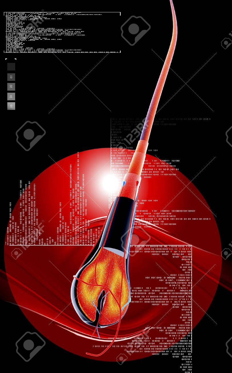 human hair structure