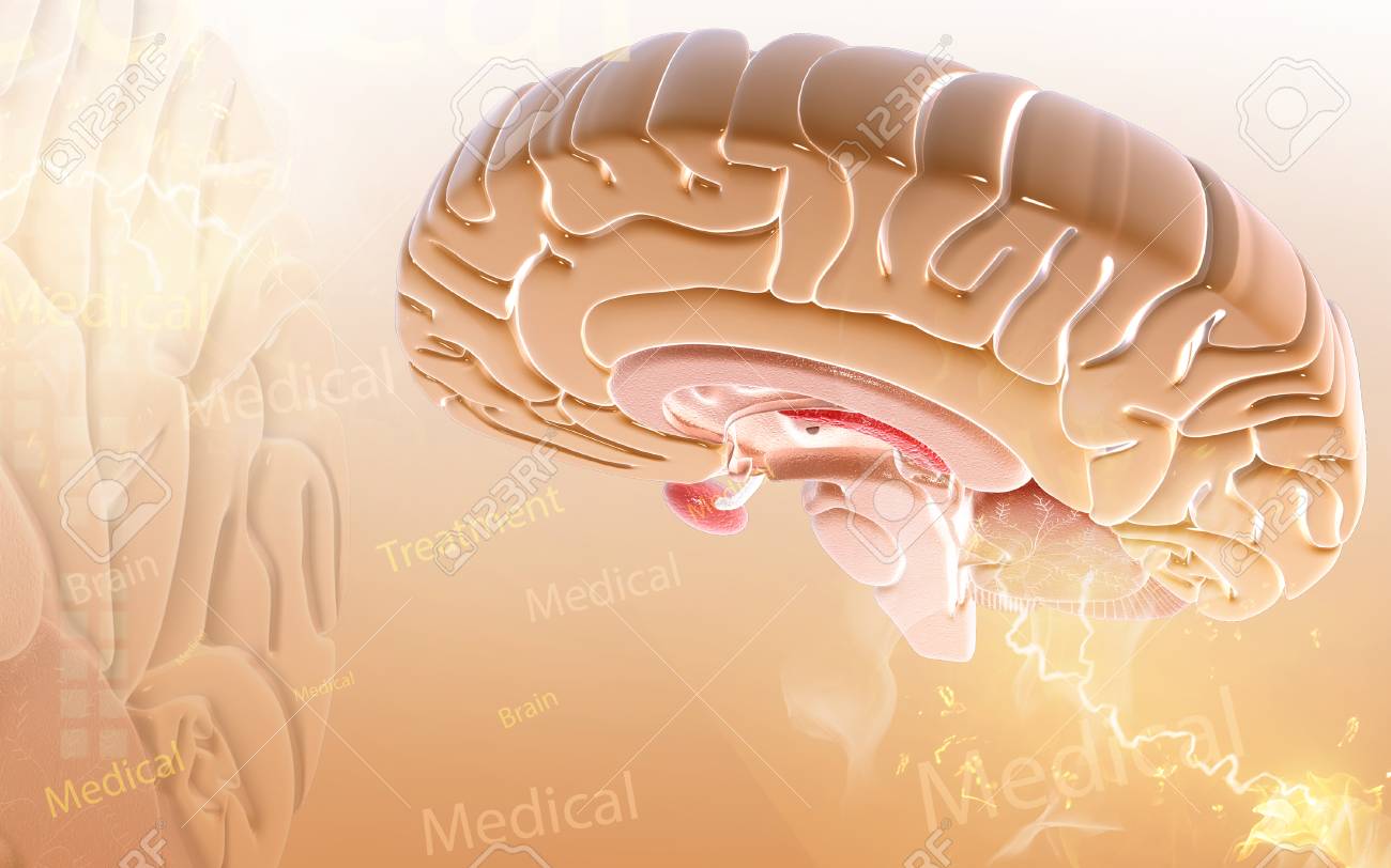 Digital illustration of brain in colour background - 52796559 Digital illustration of brain in colour background - 52796559