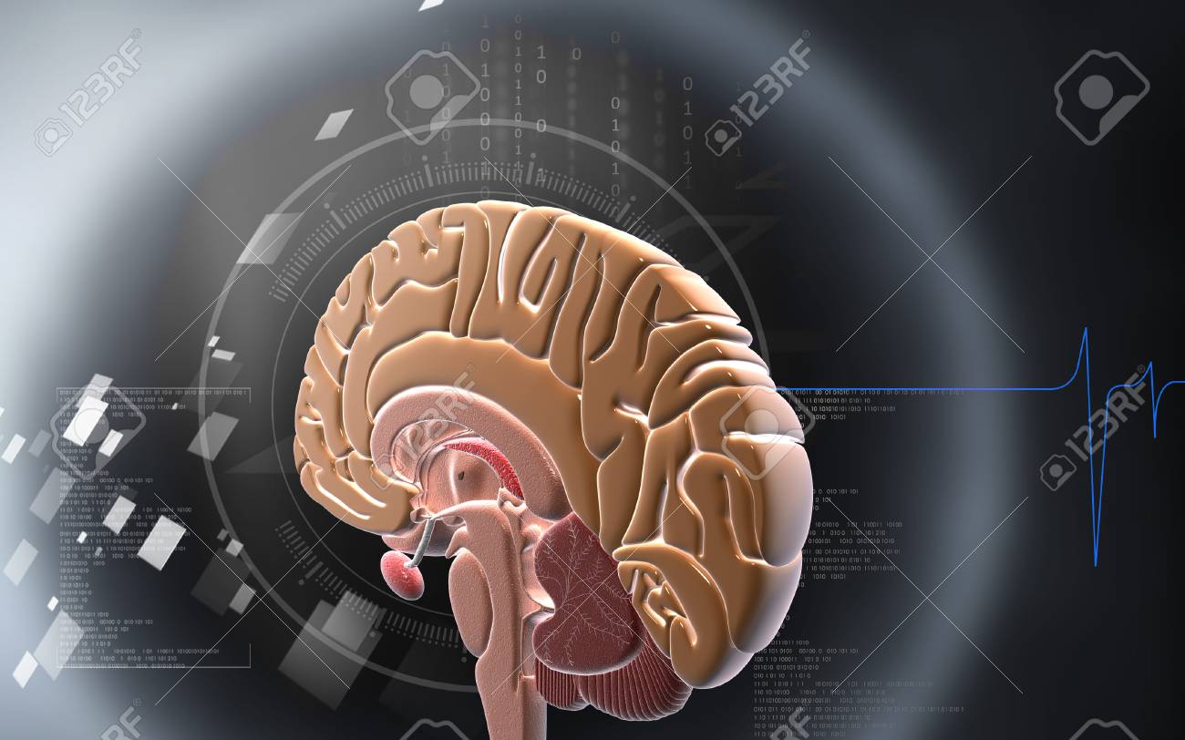Digital illustration of brain in colour background - 59996500 Digital illustration of brain in colour background - 59996500