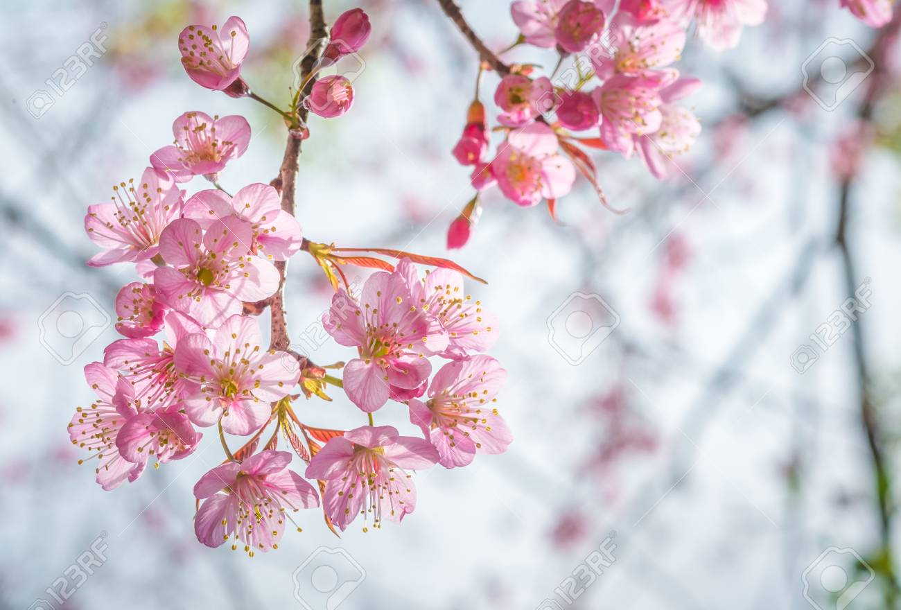 野生のヒマラヤ桜 春の花桜 の写真素材 画像素材 Image 7211