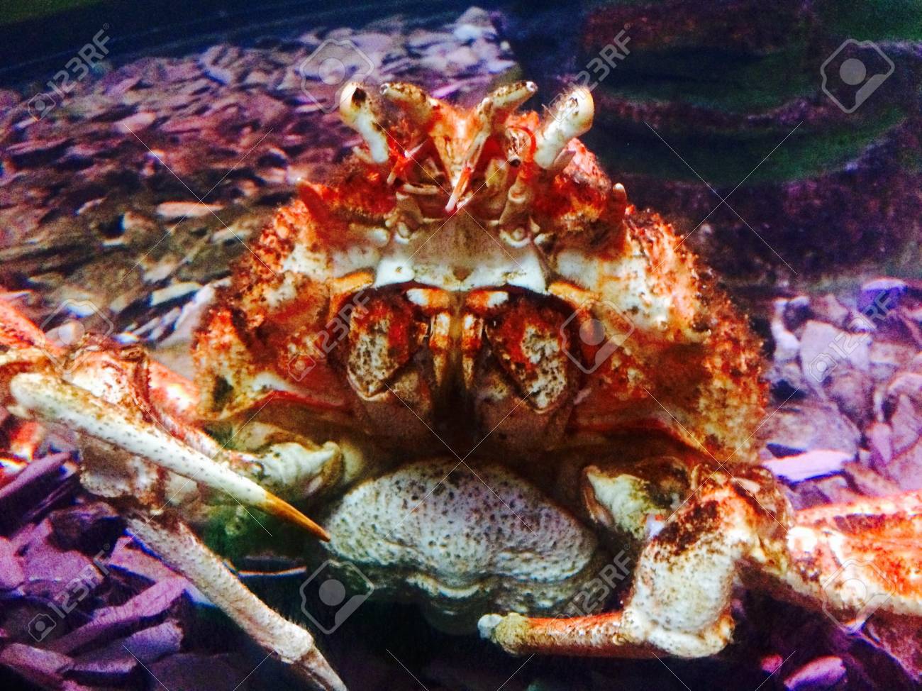 ロンドン水族館で蜘蛛のカニ の写真素材 画像素材 Image