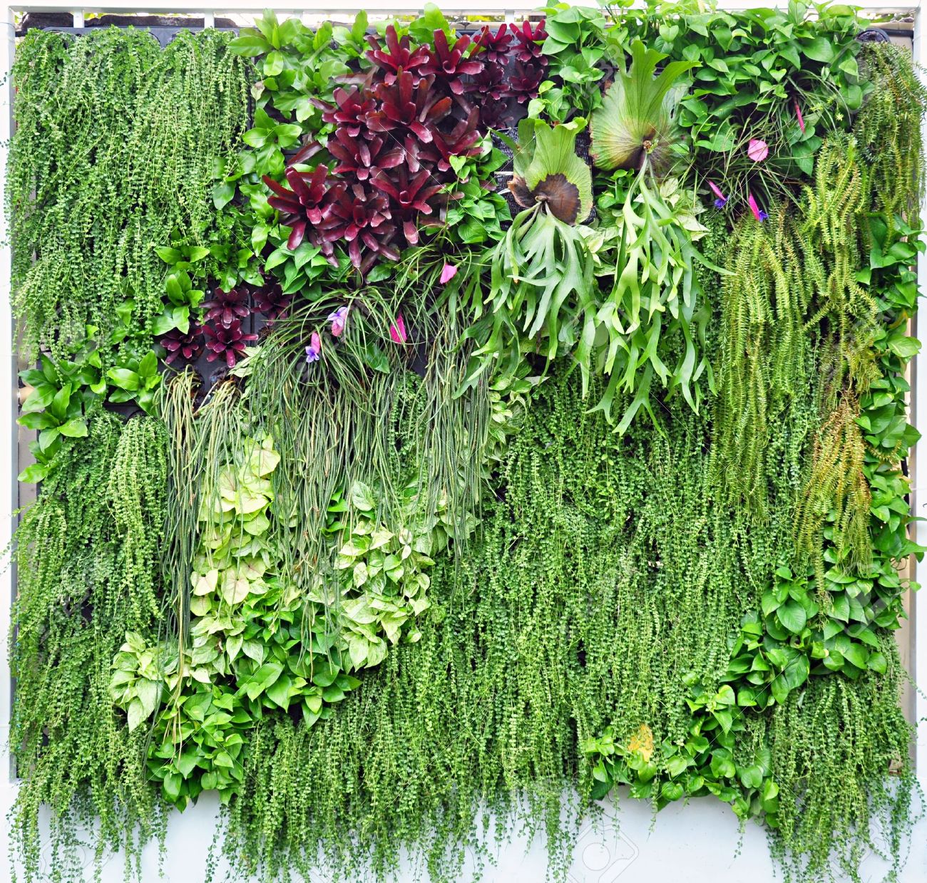 Tropical plant vertical garden