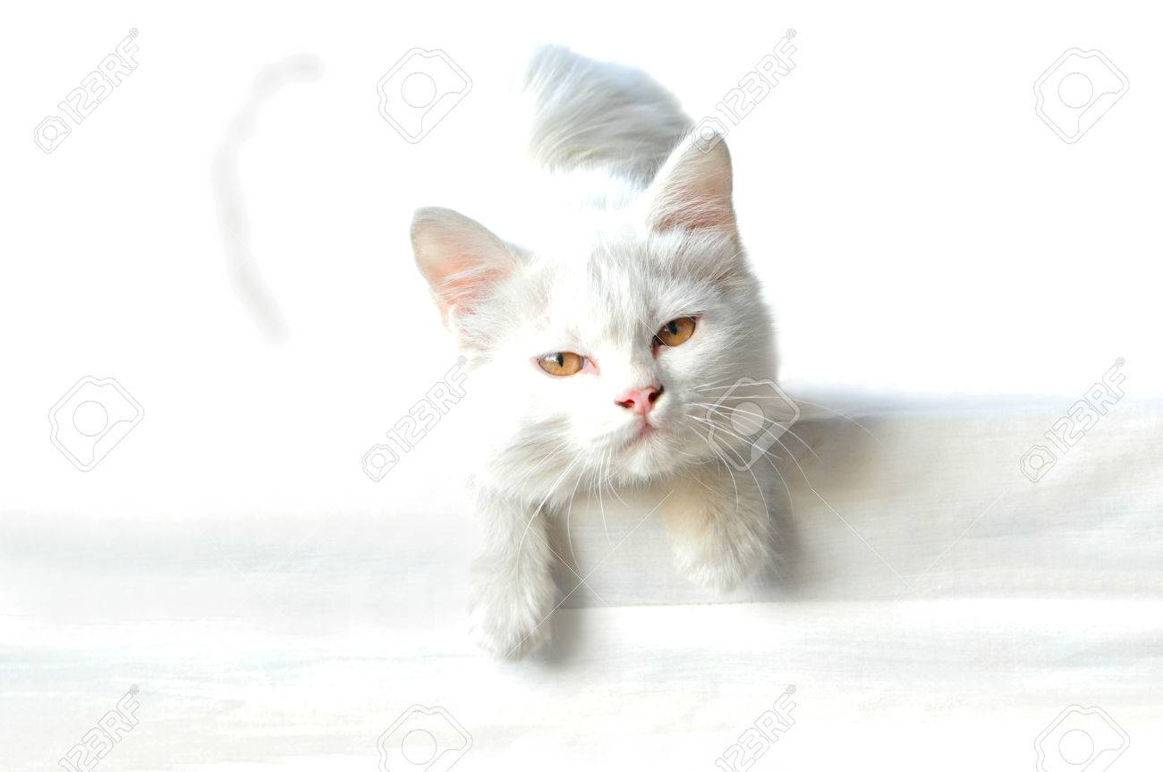 タイ ペルシャかわいい雑種白猫 の写真素材 画像素材 Image