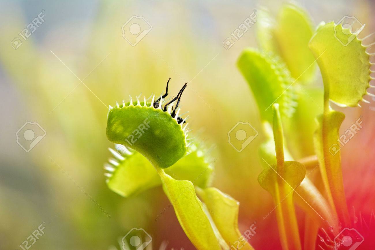 ハエトリグサ ハエジゴク ハエを食べるします の写真素材 画像素材 Image